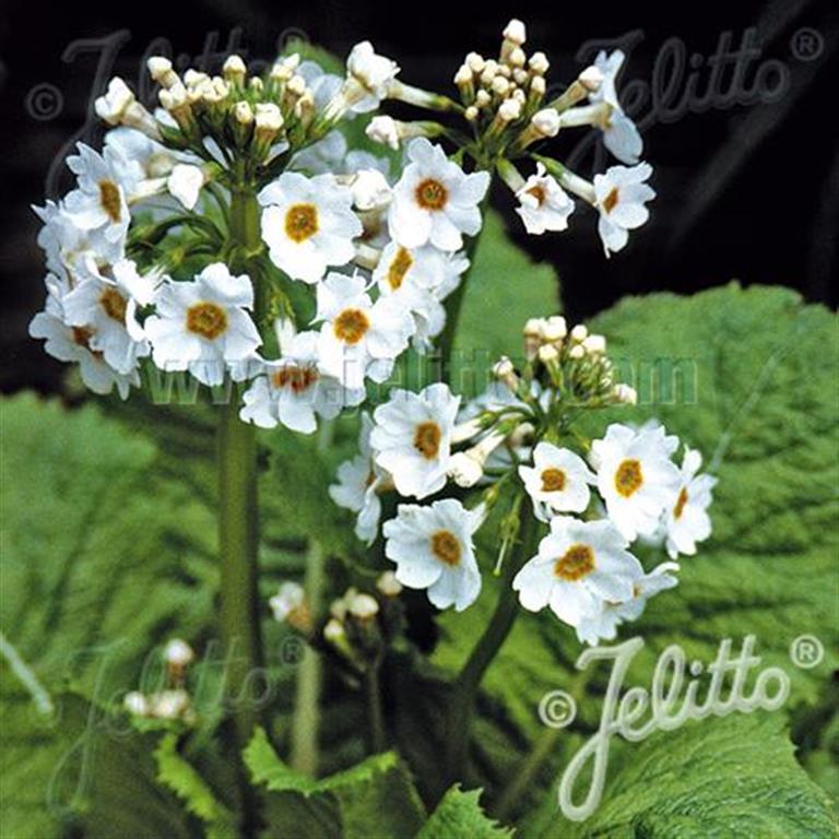 Primula Japonica 'Alba' x 5 Pack - 5cm Plants For Sale