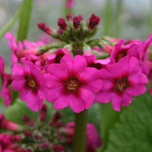 Primula Pulverulenta x 3 Pack - 5/7cm JUMBO Plug Plants For Sale