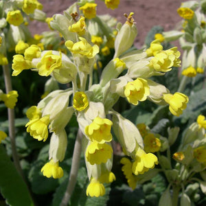 Primula Veris 'Cowslip' x 9 Pack - 3cm JUMBO Plug Plants For Sale