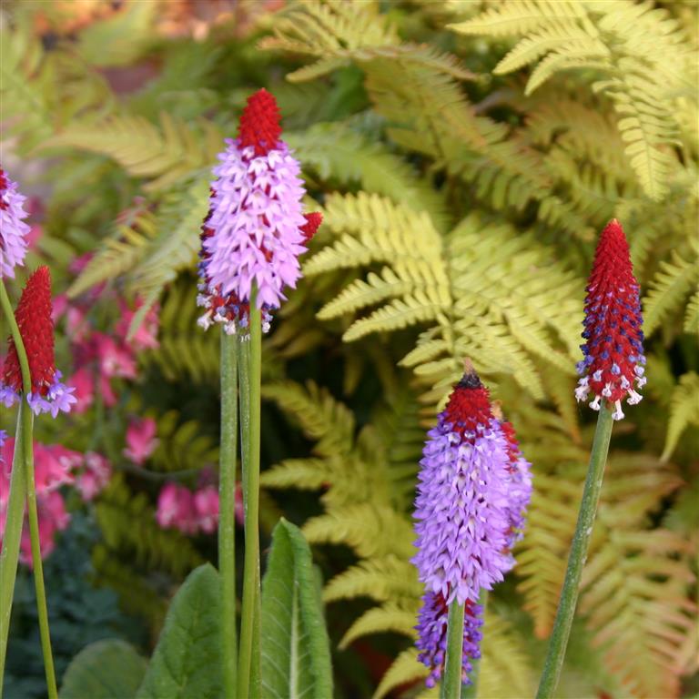 Primula Vialii 'Red Hot Poker' x 8 Pack - 3cm Plug Plants For Sale