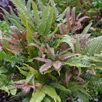 Pteris ‘Quadriaurita’ (Silver Brake Fern) x 3 Pack - 7cm Plants For Sale