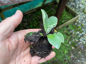 Primula auricula 'Lunar Eclipse' x 3 Pack - 5/7cm JUMBO Plug Plants For Sale