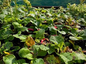 Primula 'Elatior' x 3 Pack - 7cm Plants For Sale