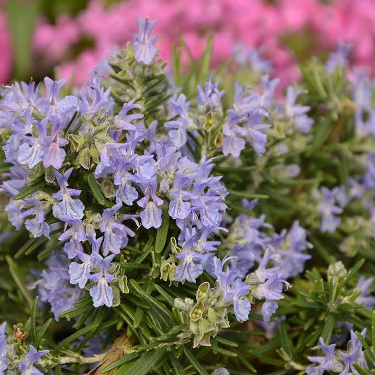 Rosemary prostrata 'Boule' x 3 Pack - 7cm Plants For Sale