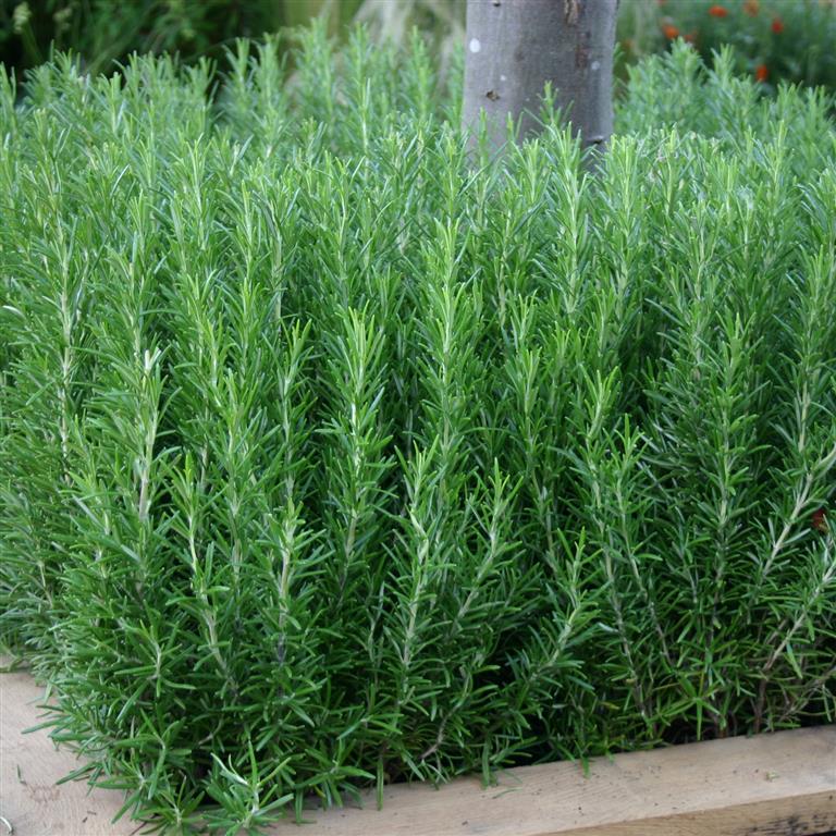 Rosemary 'officinalis' x 5 Pack - 5cm JUMBO Plug Plants For Sale