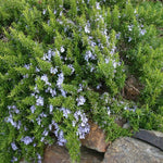 Rosemary ‘Prostratus’ – 5 Pack 3cm Plug Plants – Trailing Herb – FREE P&P
