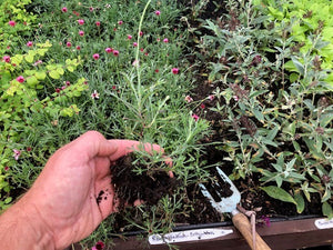 Rhodanthemum 'Pretty in Pink' x 3 Pack - 5/7cm JUMBO Plug Plants For Sale