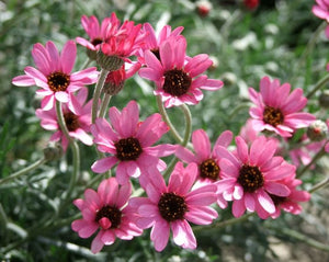 Rhodanthemum 'Pretty in Pink' x 3 Pack - 5/7cm JUMBO Plug Plants For Sale