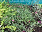 Rhodanthemum 'Pretty in Pink' x 3 Pack - 5/7cm JUMBO Plug Plants For Sale