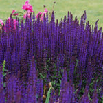 Salvia 'Caradonna' x 3 Pack - 5cm Plants For Sale