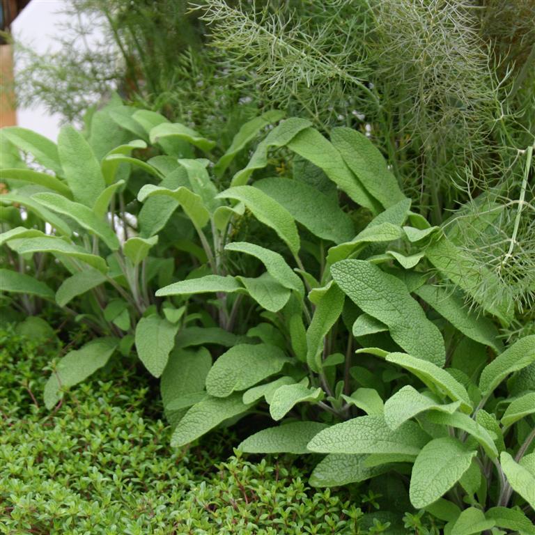 Sage 'Common Broad Leaf' x 5 Pack - 5cm JUMBO Plug Plants For Sale