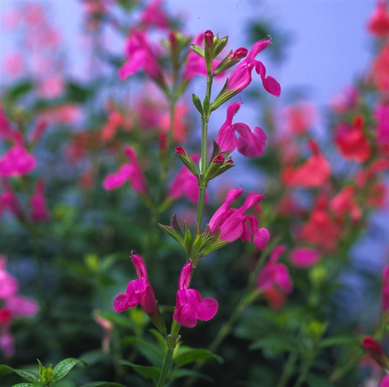 Salvia 'Trewithen Cerise' x 3 Pack - 5/7cm JUMBO Plug Plants For Sale