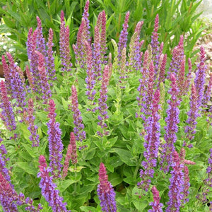 Salvia 'East Friesland' x 5 Pack - 5cm JUMBO Plug Plants For Sale