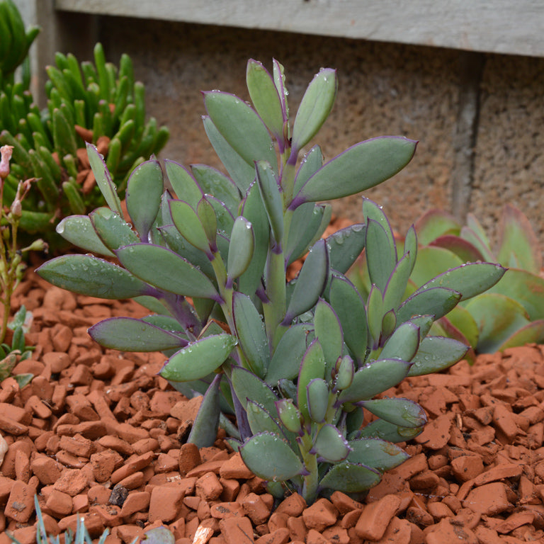 Senecio Crassissimus x 3 Pack - 5/7cm JUMBO Plug Plants For Sale