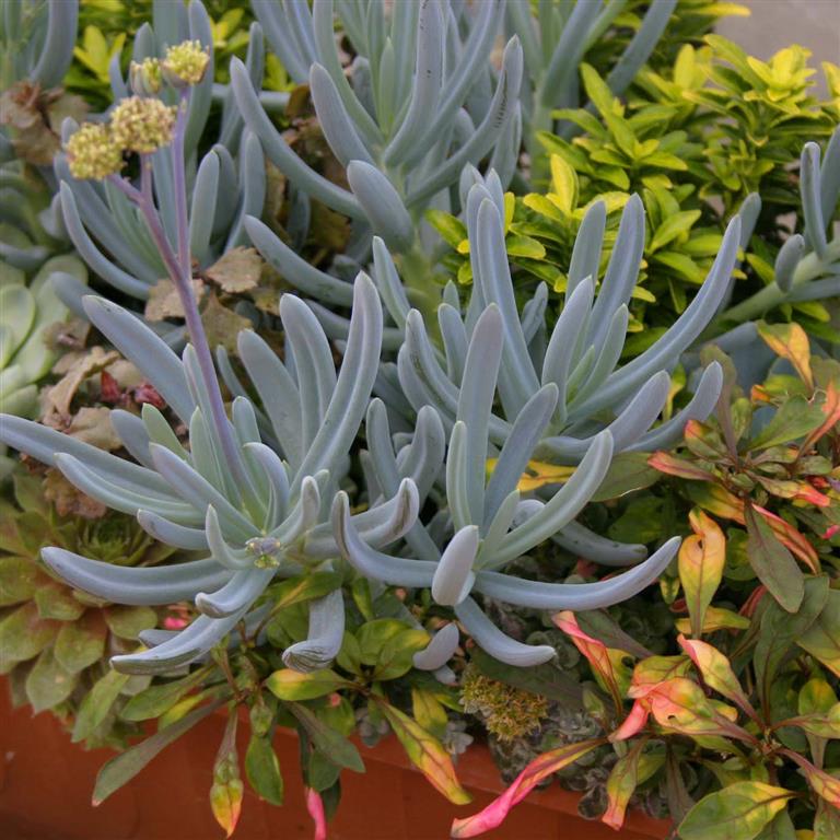 Senecio Serpens x 3 Pack - 5/7cm JUMBO Plug Plants For Sale