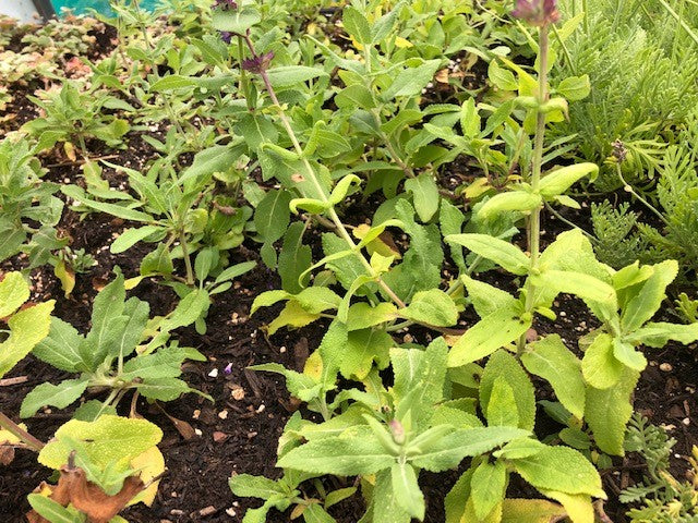 Salvia 'Violet Queen' x 3 Pack - 5/7cm JUMBO Plug Plants For Sale