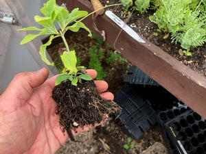 Salvia 'Violet Queen' x 3 Pack - 5/7cm JUMBO Plug Plants For Sale