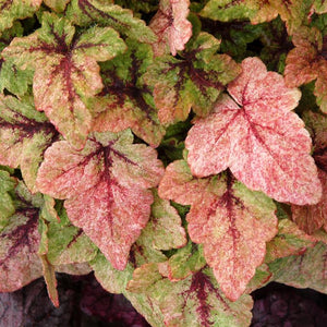 Tiarella 'Mystic Mist' x 3 Pack - 5/7cm JUMBO Plug Plants For Sale