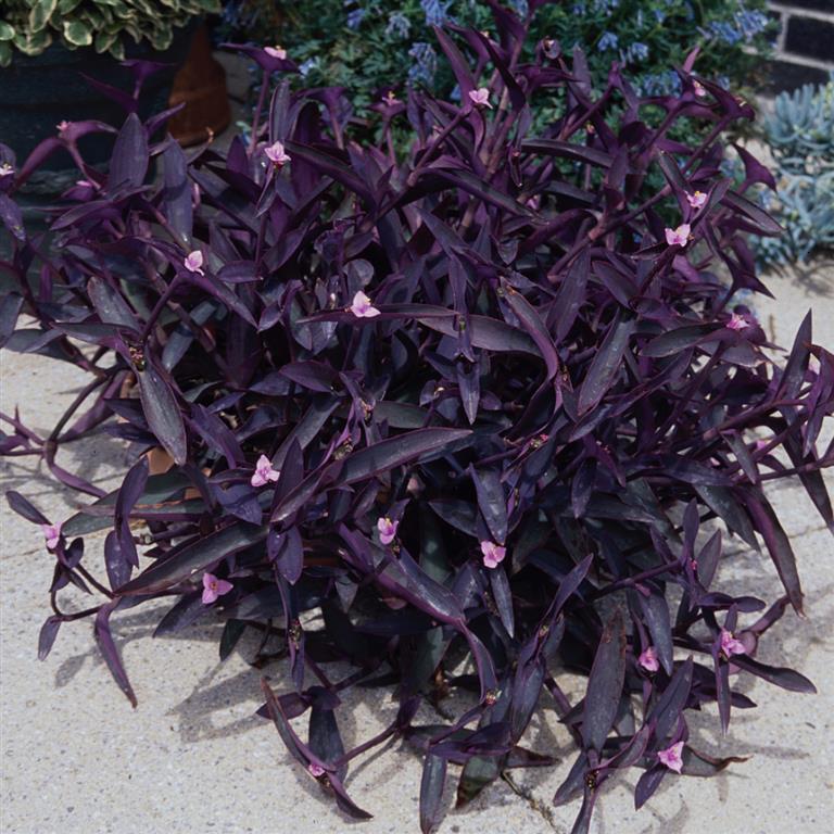 TRADESCANTIA 'Purple Sabre' x 3 Pack - 7cm JUMBO Plug Plants For Sale