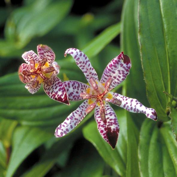 Tricyrtis 'Empress' x 3 Pack - 7cm Plants For Sale