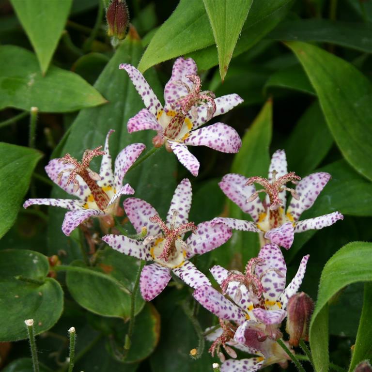 Tricyrtis 'Pink Freckles' x 3 Pack - 5/7cm JUMBO Plug Plants For Sale