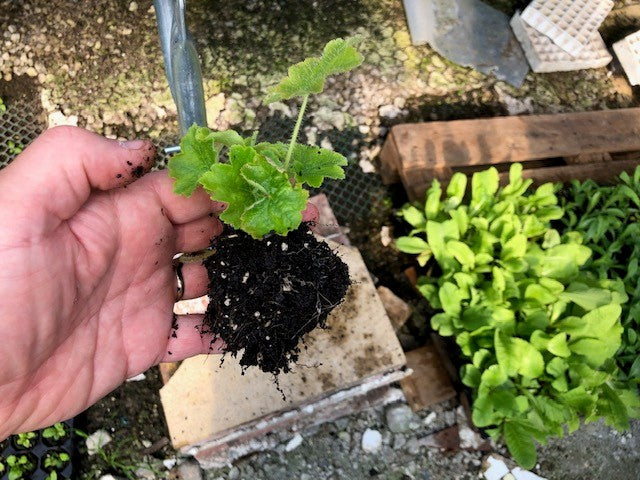 Tellima 'Grandiflora' x 3 Pack - 5/7cm JUMBO Plug Plants For Sale