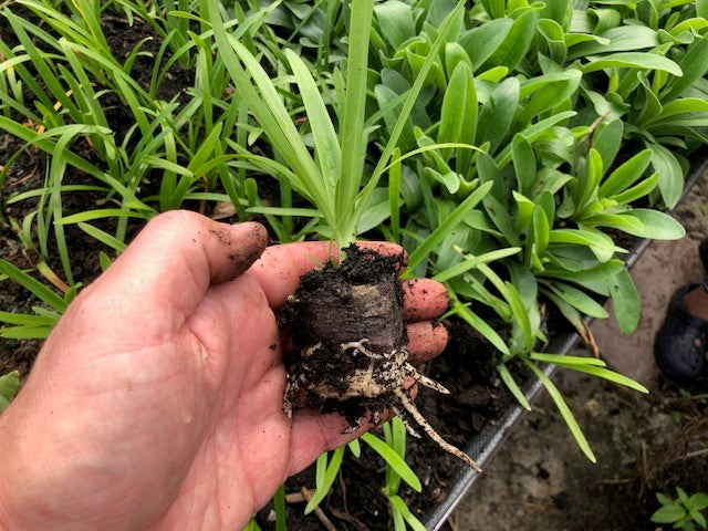 Agapanthus africanus 'White' -x 3 Pack - 7cm Plants For Sale