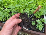 Alstroemeria Inca 'Sweety' x 3 Pack - 5/7cm JUMBO Plug Plants For Sale