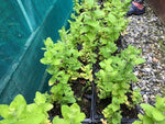 Mint 'Apple' x 3 Pack - 9cm JUMBO Plug Plants For Sale