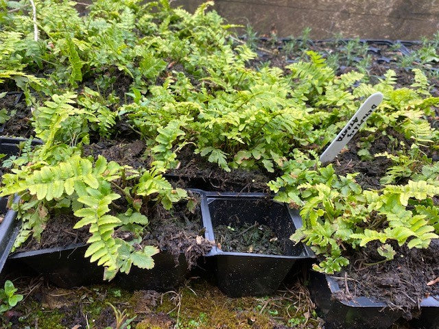 Dryopteris atrata 'Shaggy Wood fern' x 5 Pack - 5/7cm JUMBO Plug Plants For Sale