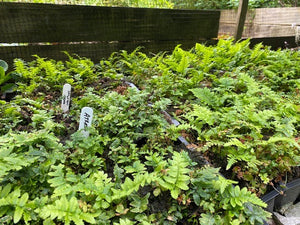 Dryopteris atrata 'Shaggy Wood fern' x 5 Pack - 5/7cm JUMBO Plug Plants For Sale
