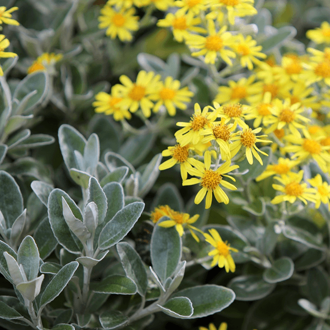 Brachyglottis 'Sunshine' x 3 Pack - 5/7cm JUMBO Plug Plants For Sale