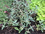 Buddleja Buzz 'Velvet' x 3 Pack - 5/7cm JUMBO Plug Plants For Sale