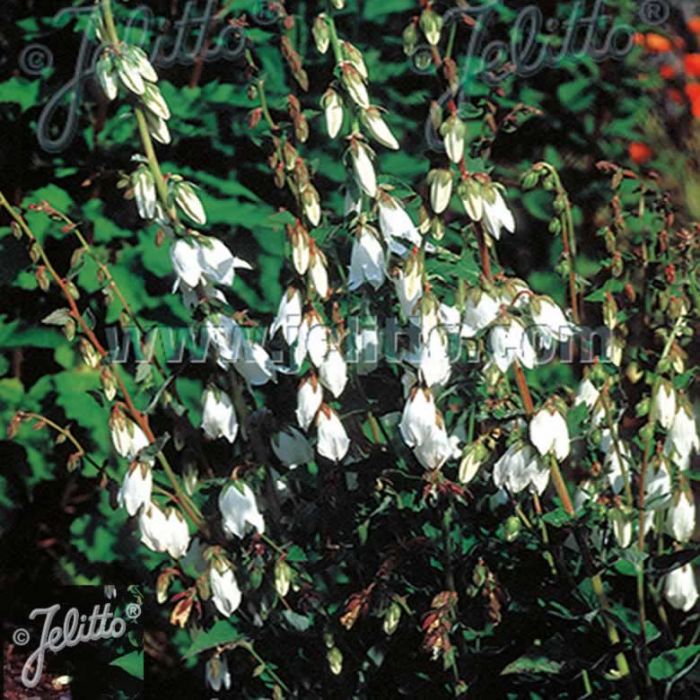 Campanula 'Alliariifolia' x 3 Pack - 5/7cm JUMBO Plug Plants For Sale