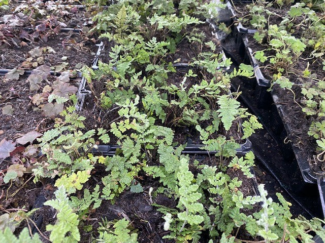 Cheilanthes 'Hairy Lip Fern' x 3 Pack - 7cm Plants For Sale