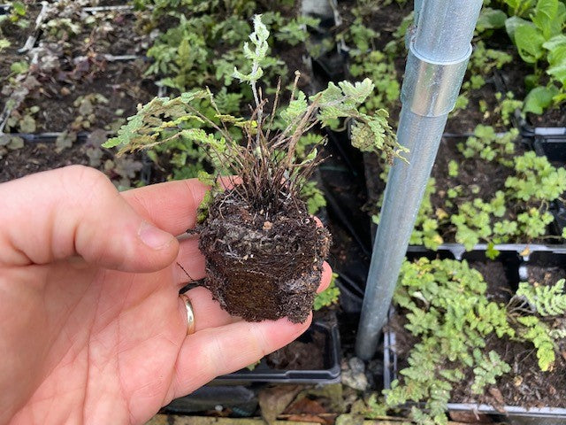 Cheilanthes 'Hairy Lip Fern' x 3 Pack - 5/7cm JUMBO Plug Plants For Sale