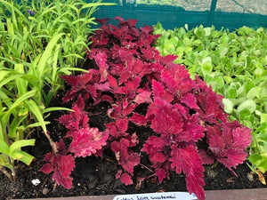 Coleus 'Juliet Quartermain' x 3 Pack - 5/7cm JUMBO Plug Plants For Sale