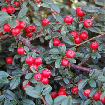 COTONEASTER 'Coral Beauty' x 3 Pack - 5/7cm JUMBO Plug Plants For Sale