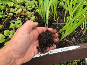 Crocosmia 'Orangerot' x 3 Pack - 5/7cm JUMBO Plug Plants For Sale