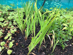 Crocosmia 'Orangerot' x 3 Pack - 5/7cm JUMBO Plug Plants For Sale