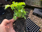 Delphinium 'Cherry Blossom' x 3 Pack - 5/7cm JUMBO Plug Plants For Sale