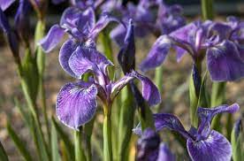 Iris Canadensis x 3 Pack - 5/7cm JUMBO Plug Plants For Sale