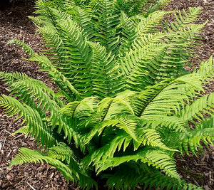 Dryopteris atrata 'Shaggy Wood fern' x 5 Pack - 5/7cm JUMBO Plug Plants For Sale