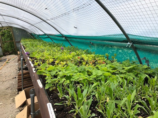 Rhubarb 'Victoria' x 3 Pack - 7cm Plants For Sale