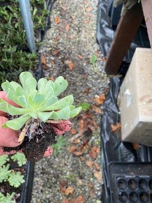 Echeveria Runyonii 'Topsy Turvey' x 3 Pack - 5/7cm JUMBO Plug Plants For Sale