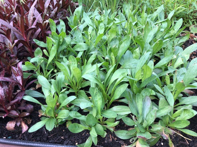 ERIGERON 'Pink Jewel' x 5 Pack - 5cm JUMBO Plug Plants For Sale