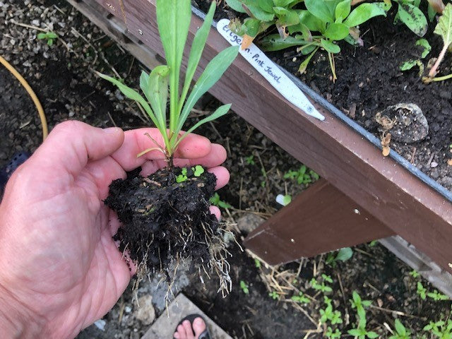 ERIGERON 'Pink Jewel' x 5 Pack - 5cm JUMBO Plug Plants For Sale