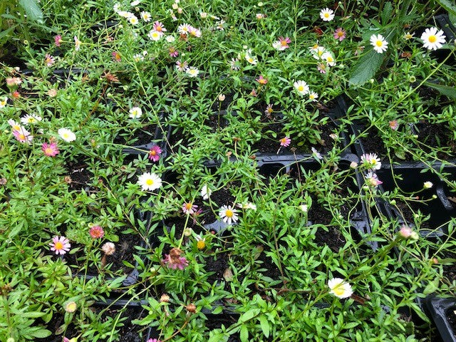 ERIGERON 'Sea of Blossom' x 5 Pack - 5cm Plants For Sale