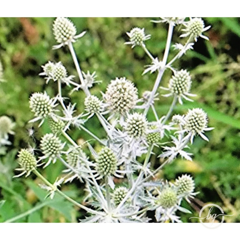 ERYNGIUM ‘SILVER SALENTINO’ x 3 Pack - 5/7cm JUMBO Plug Plants For Sale