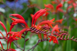 Crocosmia 'Orangerot' x 3 Pack - 5/7cm JUMBO Plug Plants For Sale